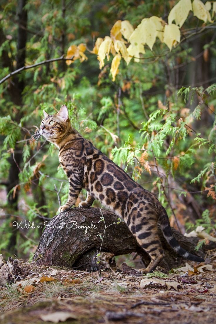 Бенгальская кошка