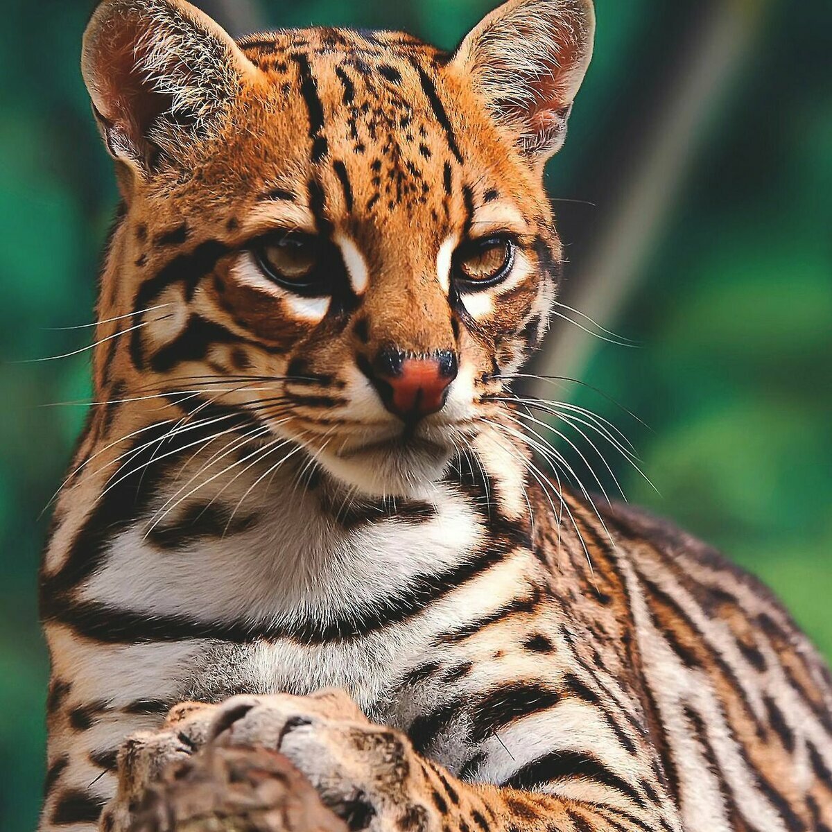 Леопард онцилла