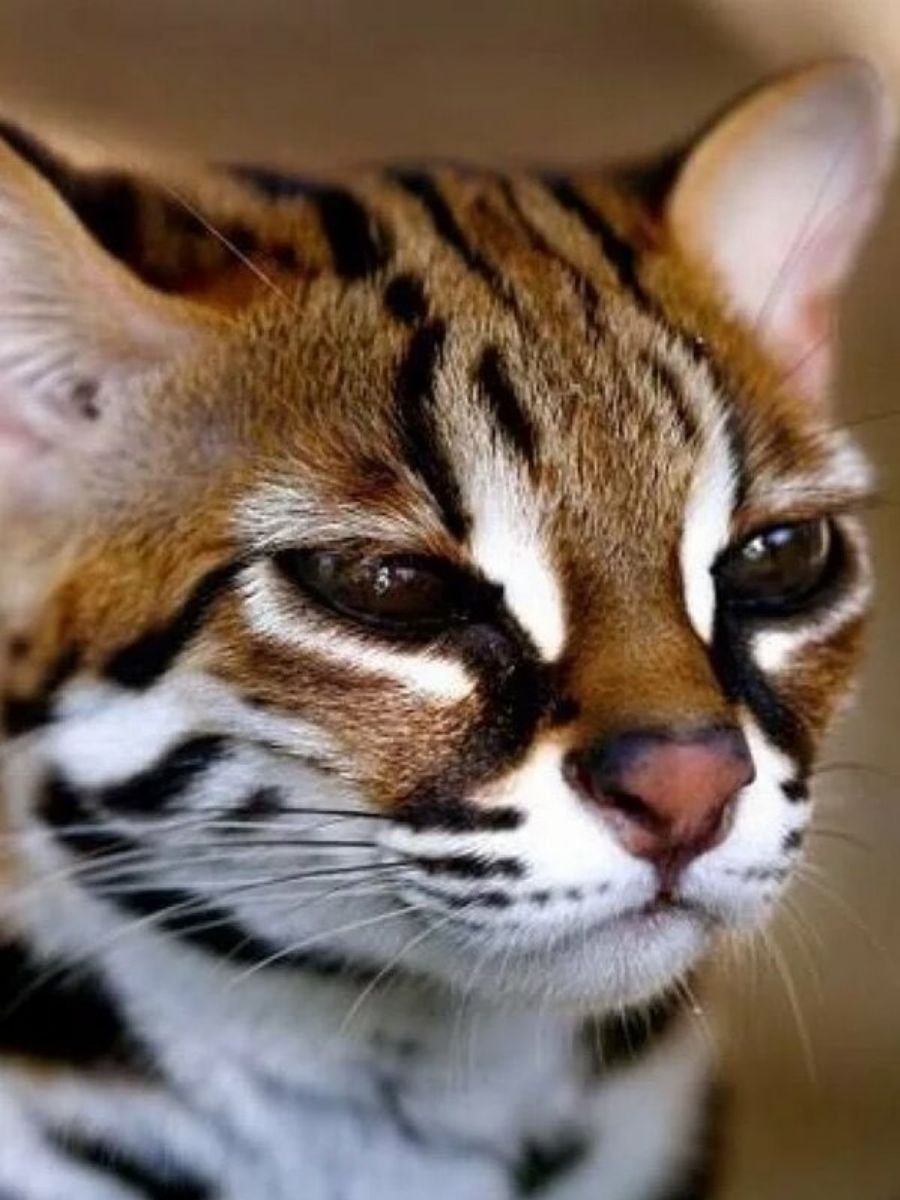 Дикий бенгальский кот