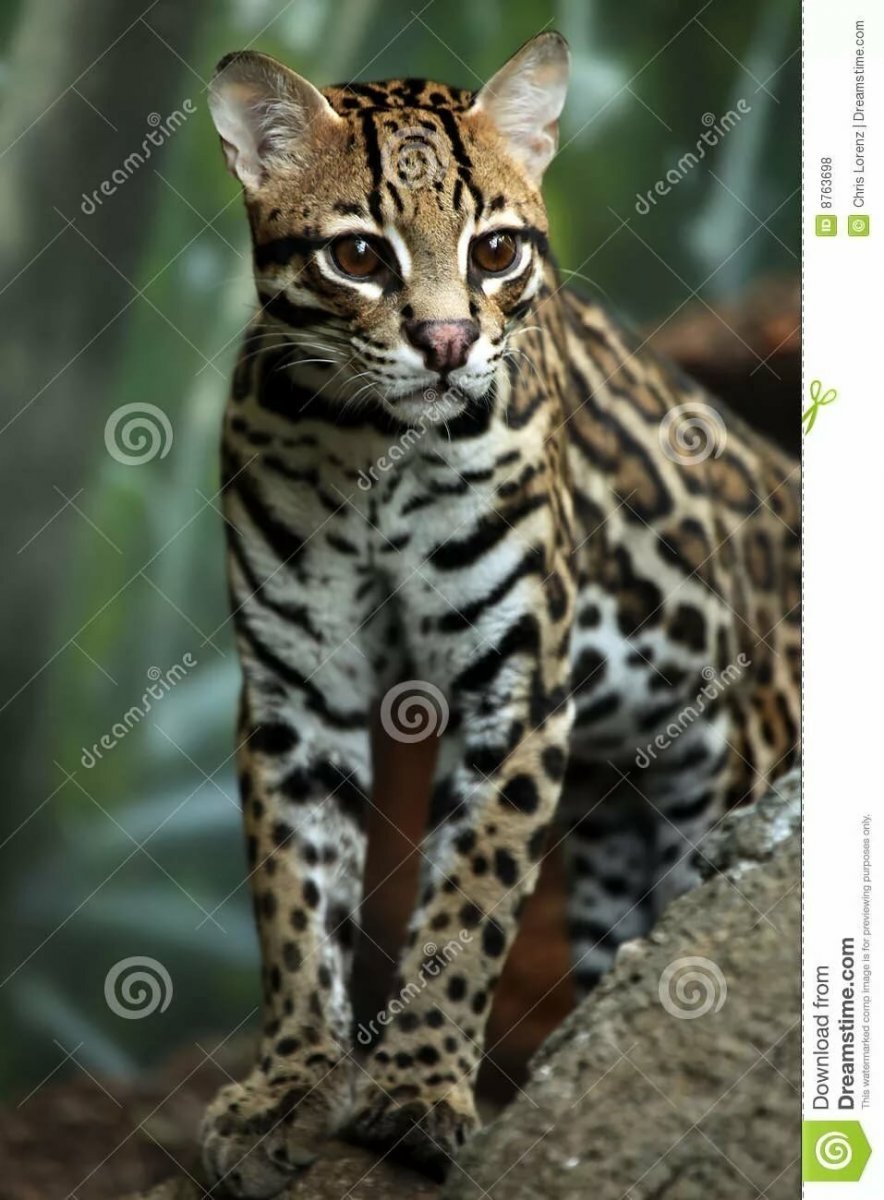 Бенгал Дикая кошка