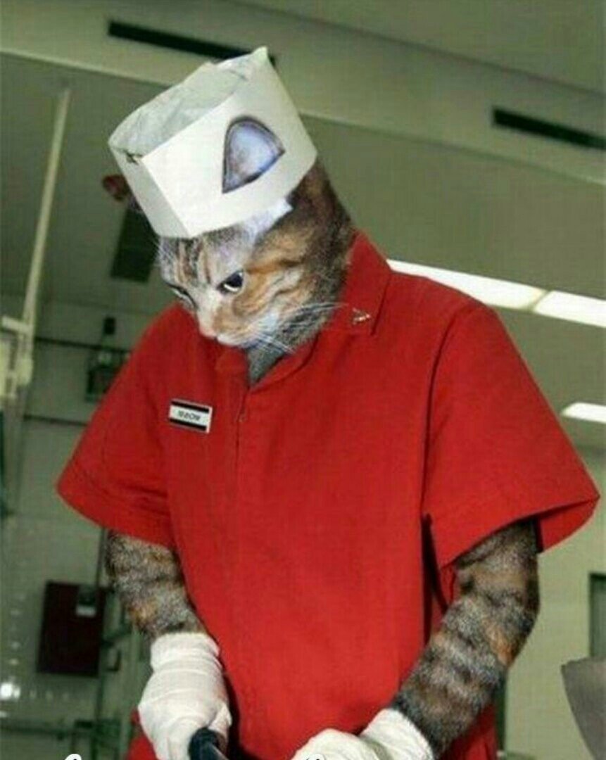 Фартук кошка