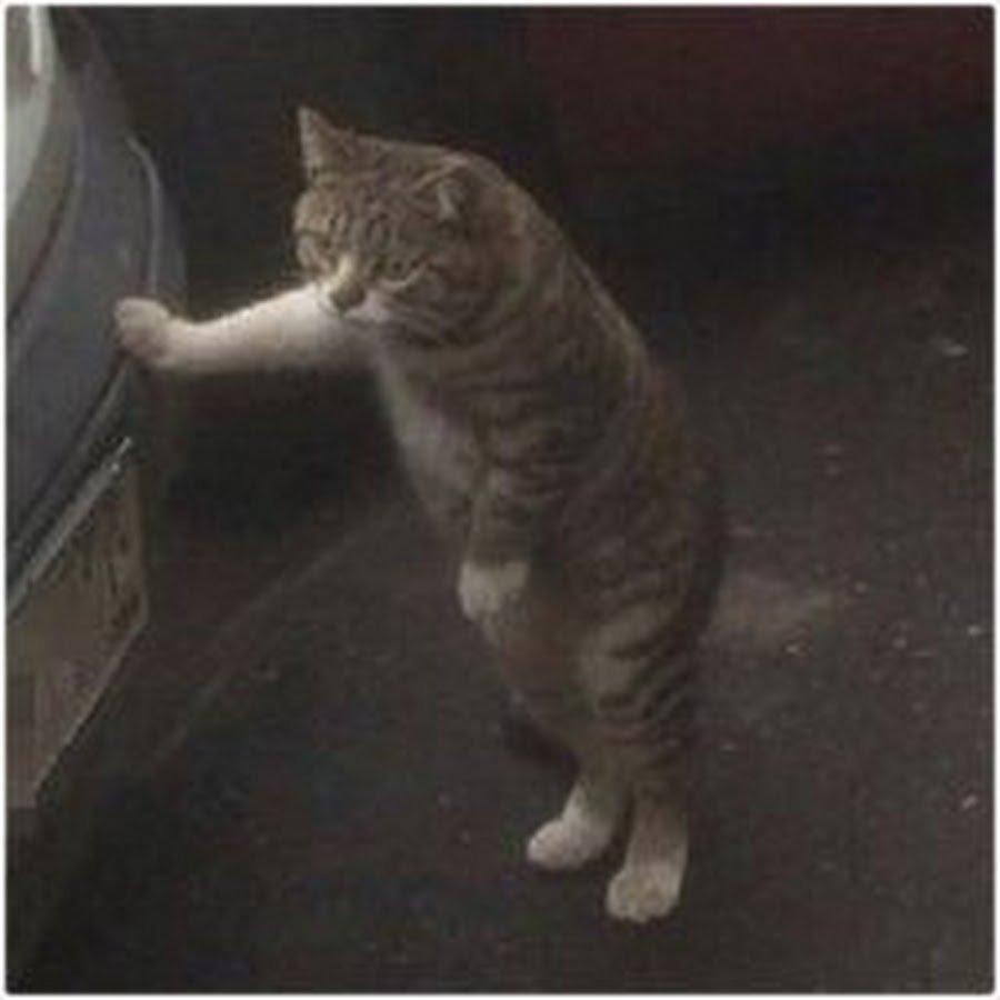 Кот механика