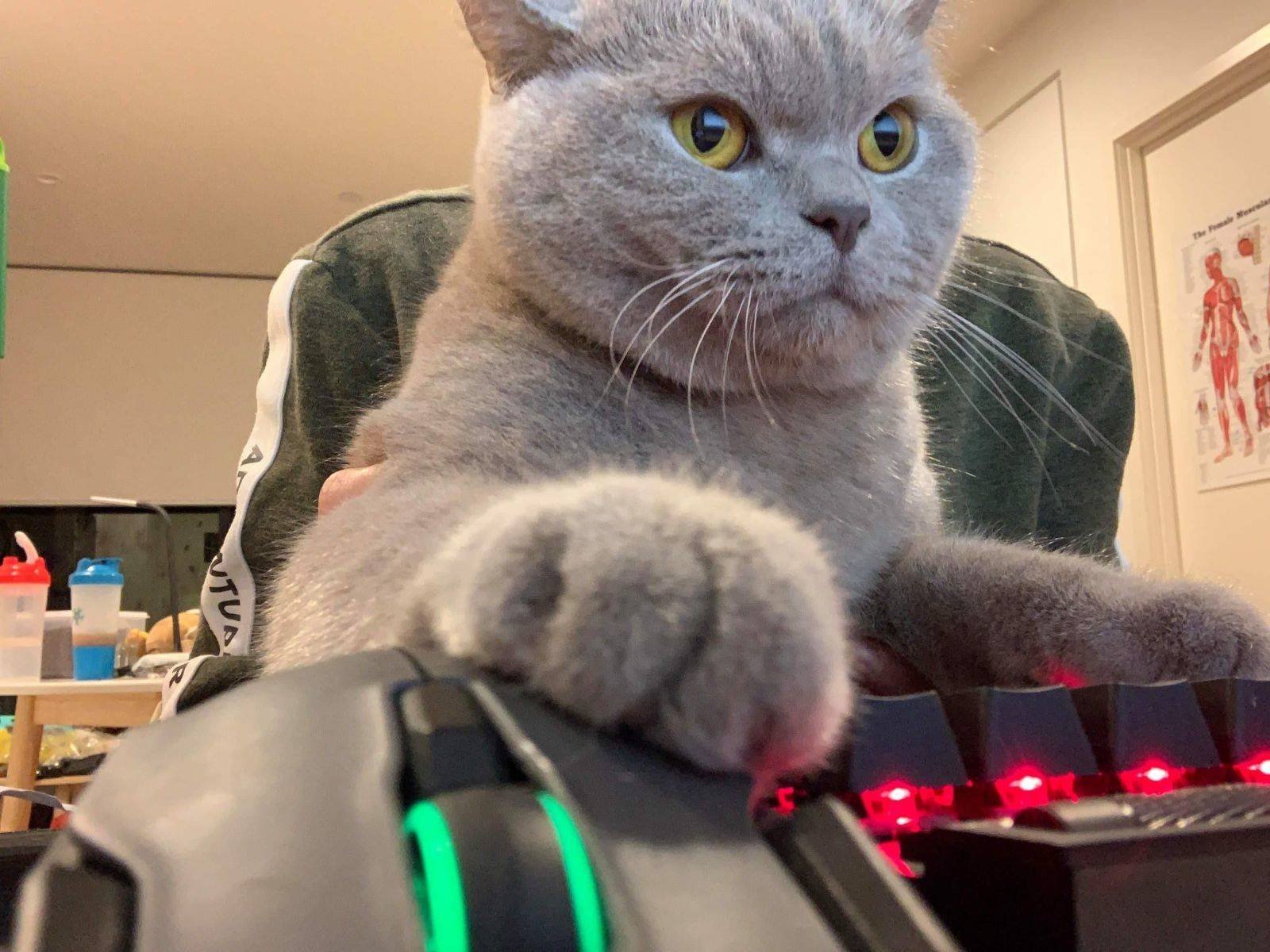 Кот разработчик. Кот программист. Кошка за компьютером. Кот геймер. Котенок за компьютером.