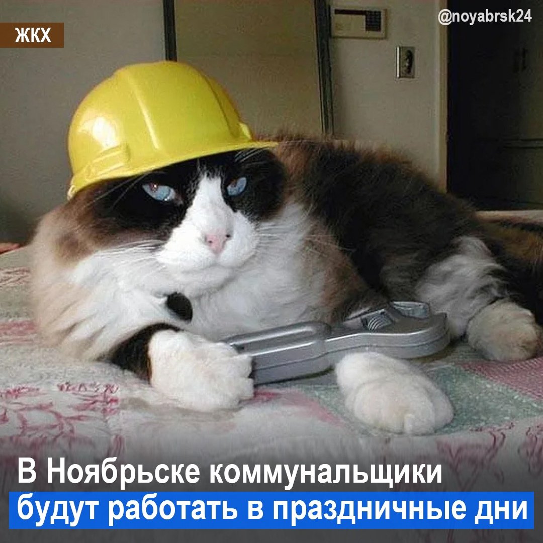 Котик в строительной каске