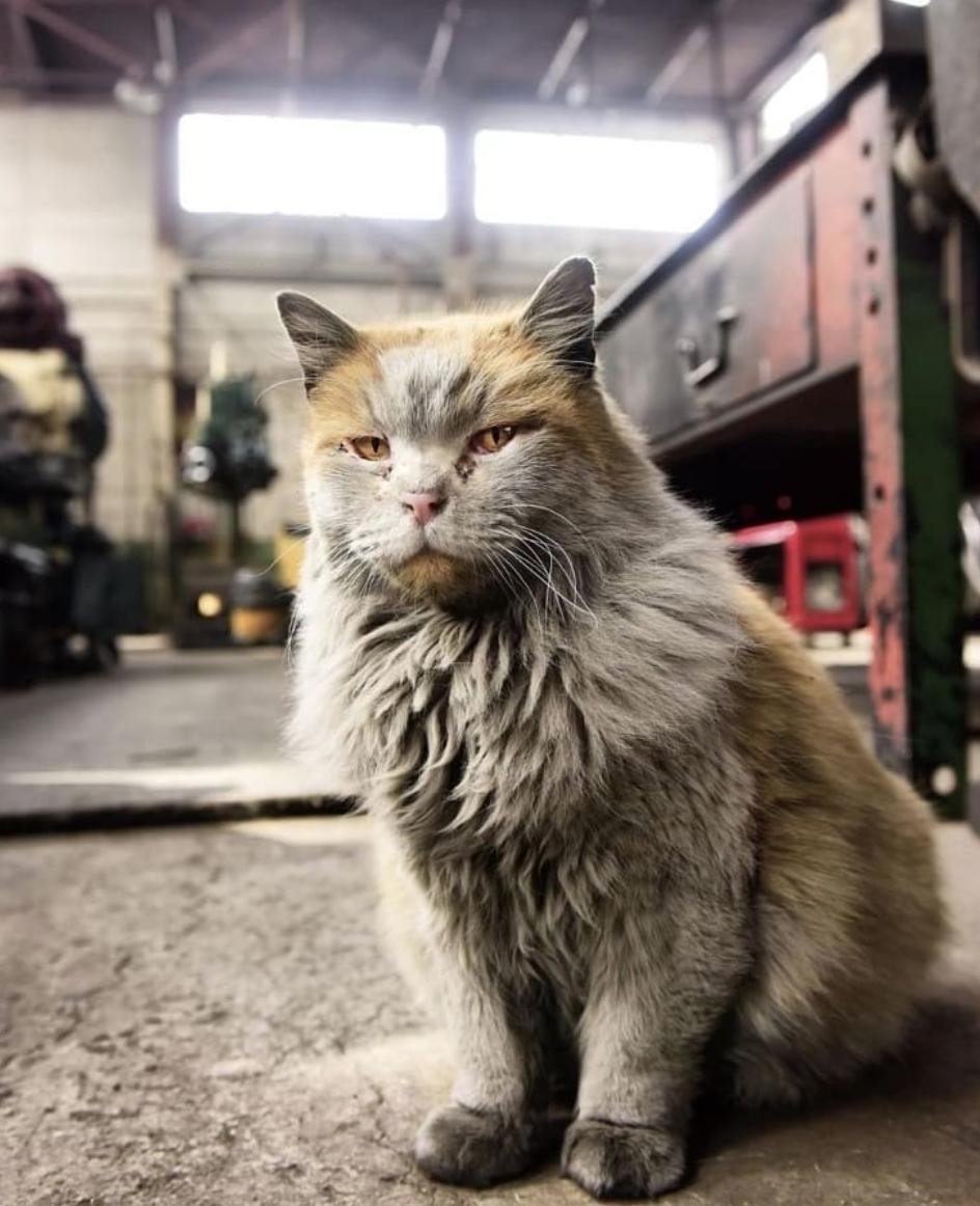 Заводские коты