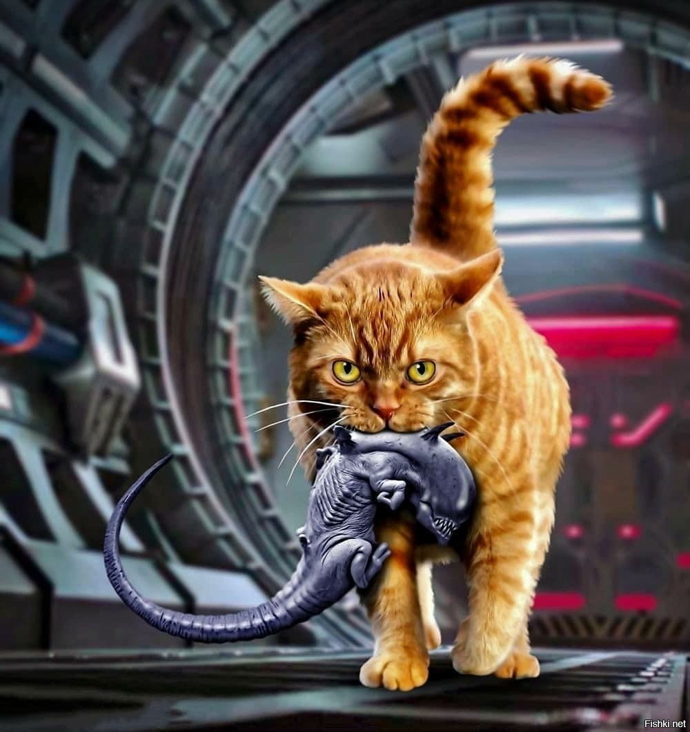 Кот Джонси из фильма чужой