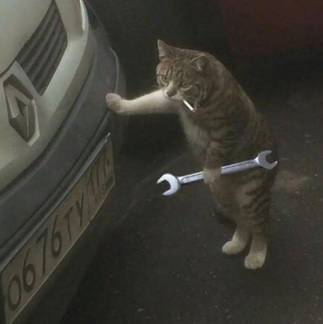 Кот облокотился на машину