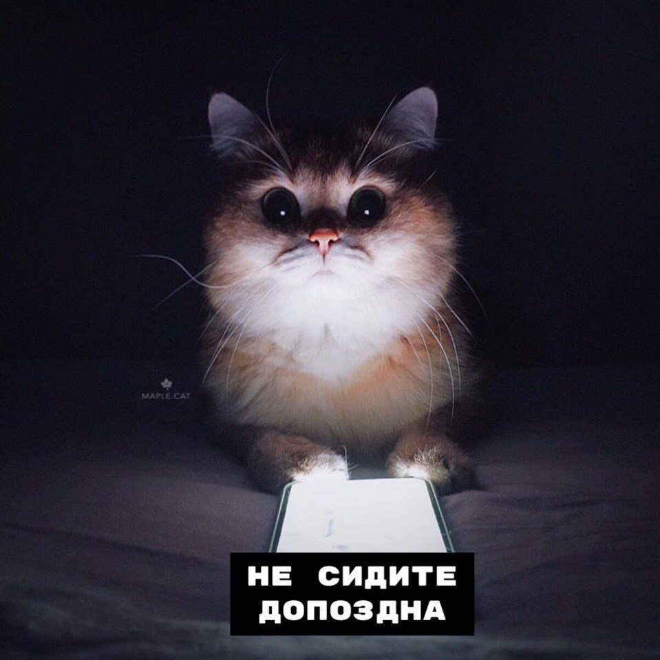 Милые котики мемы