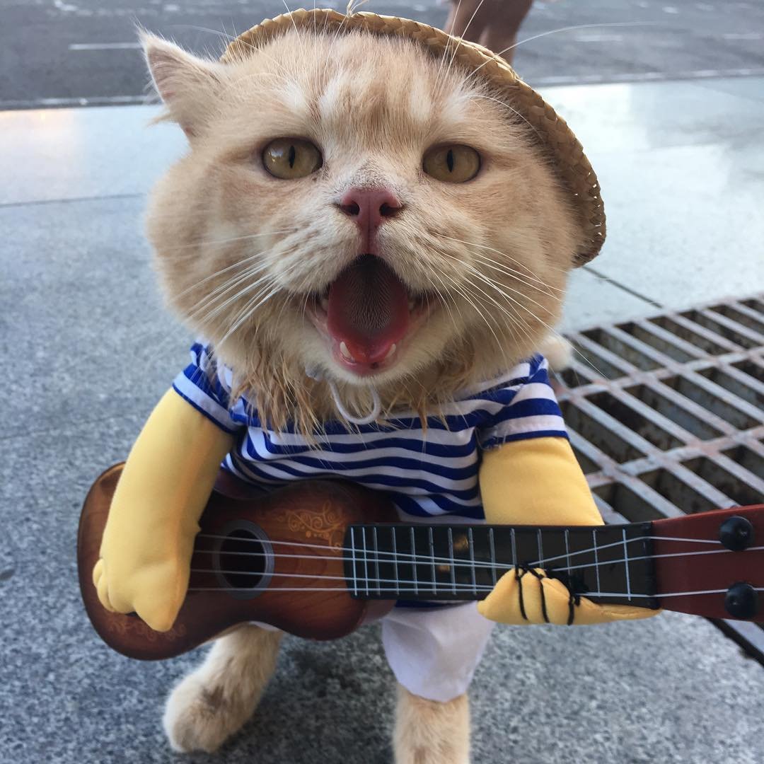 Кот меломан