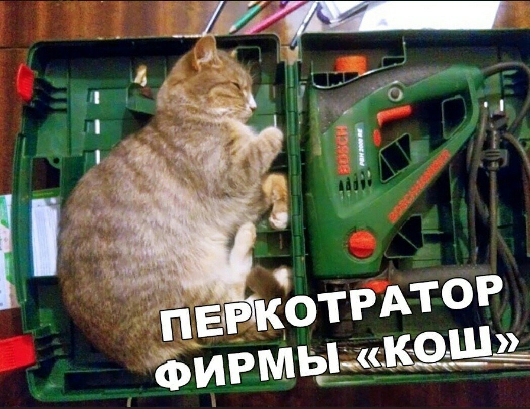Кот ремонт. Кот ремонтник. Кот ремонтирует. Кот с инструментами.