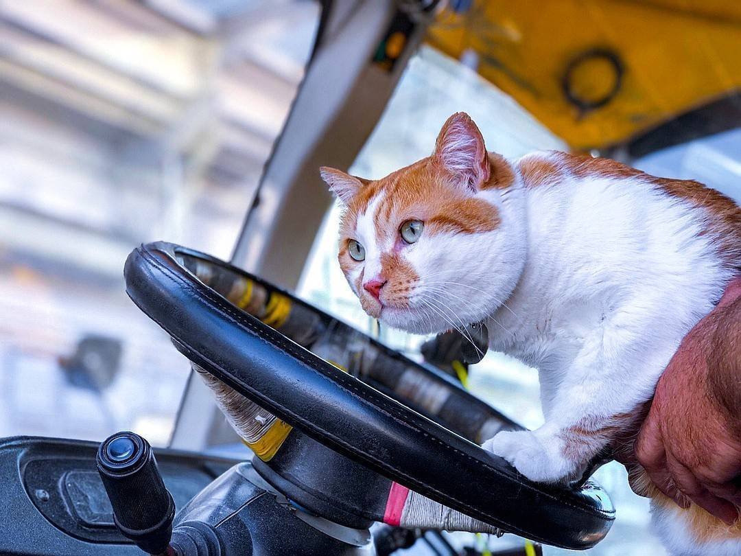 Кот мостик Крымский мост