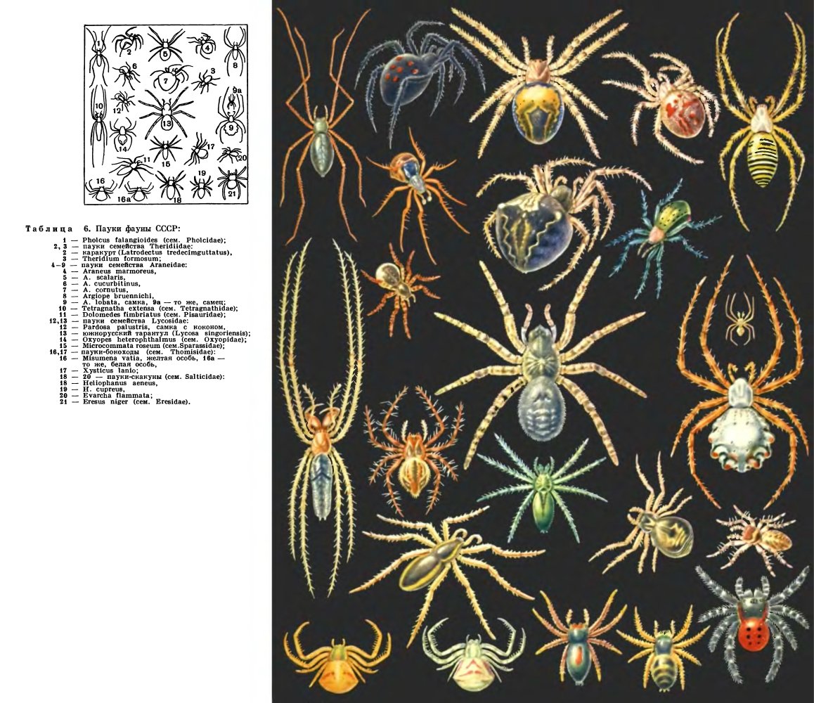 Аранеоморфные пауки