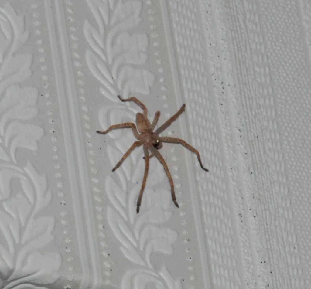 Большие пауки в квартире