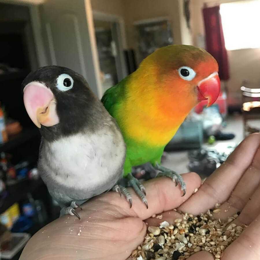Попугай малыш