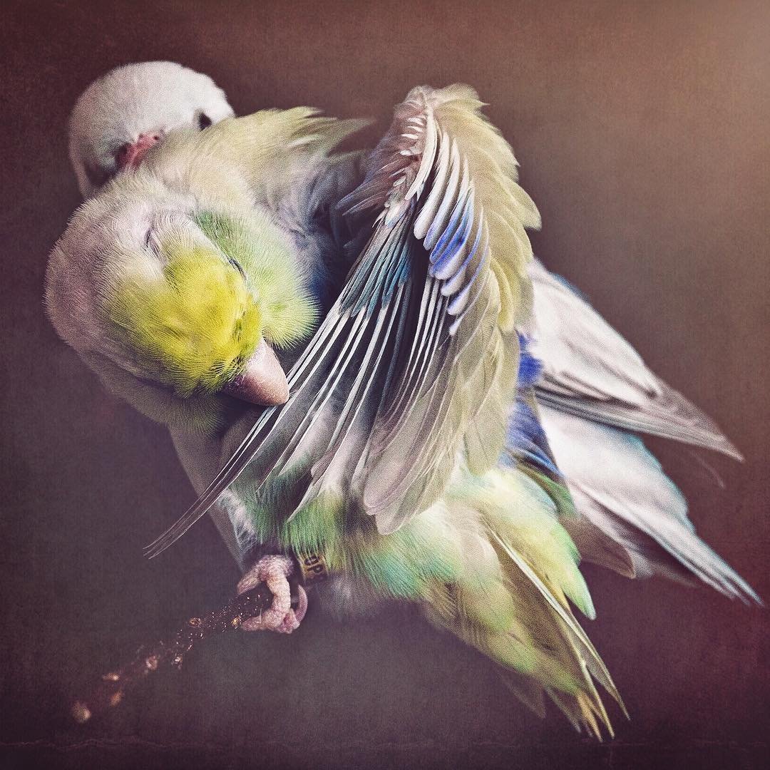 Попугаи неразлучники Какаду