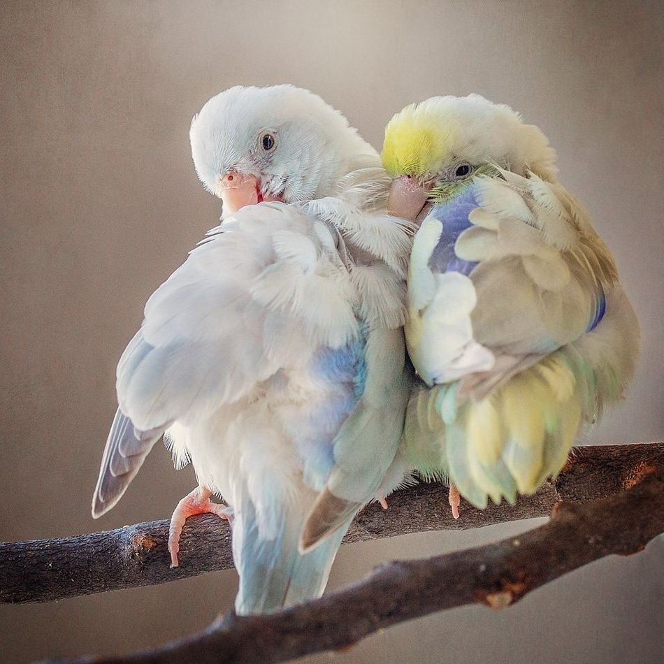 Любовь попугаев