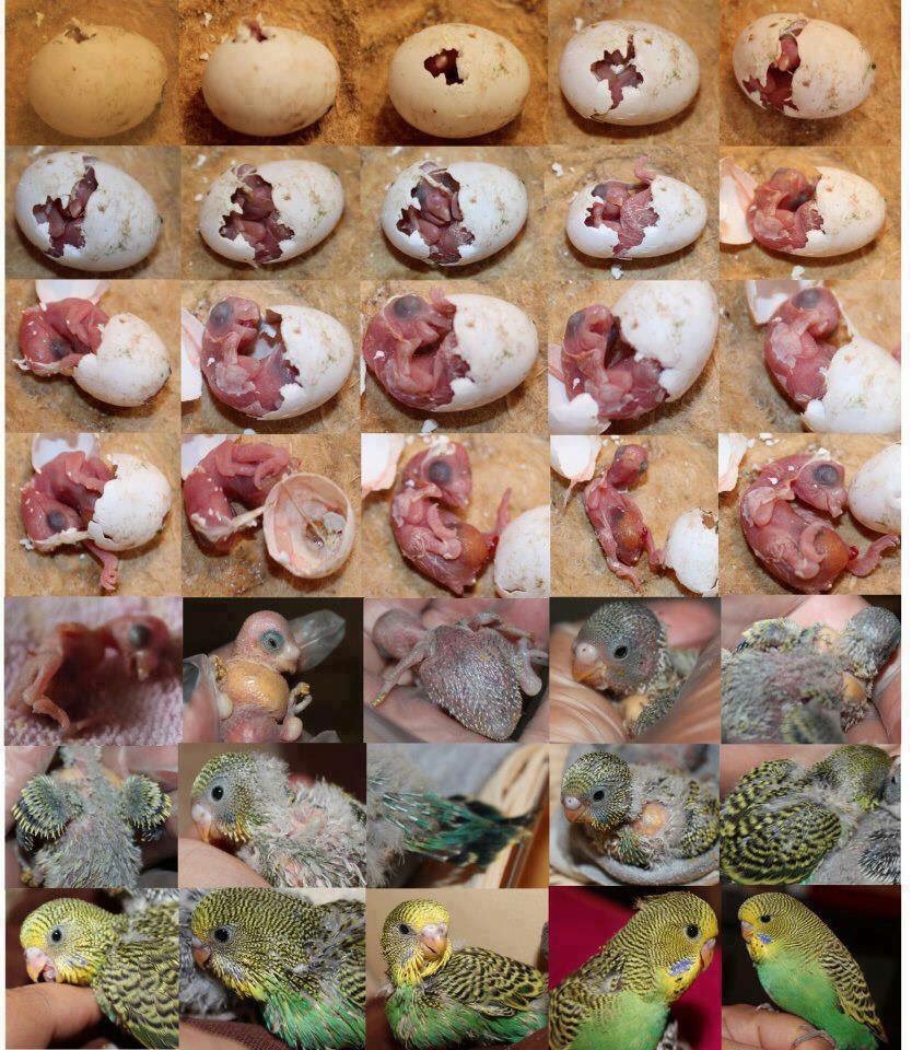 Волнистый попугайчик нежно голубой