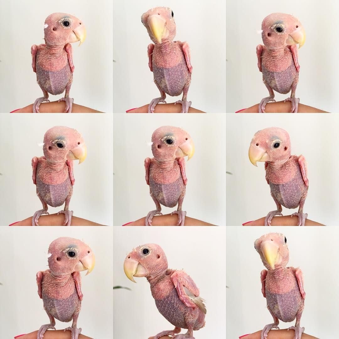 Птички любовь