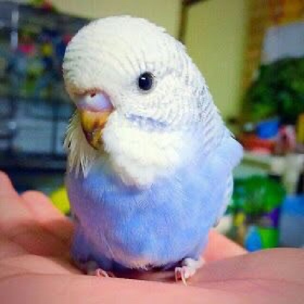 Обнимашки попугаи