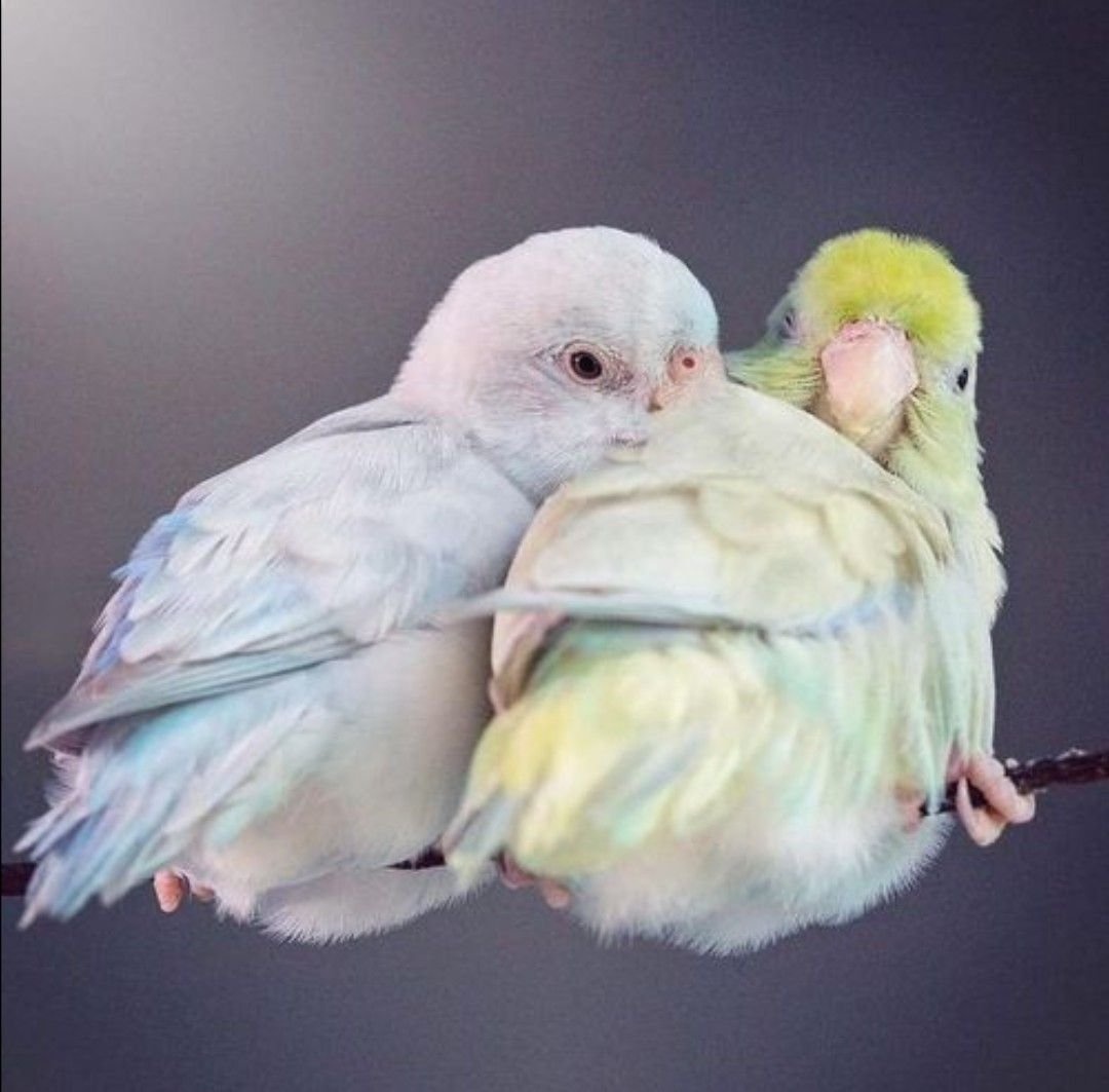 Новорожденные попугаи