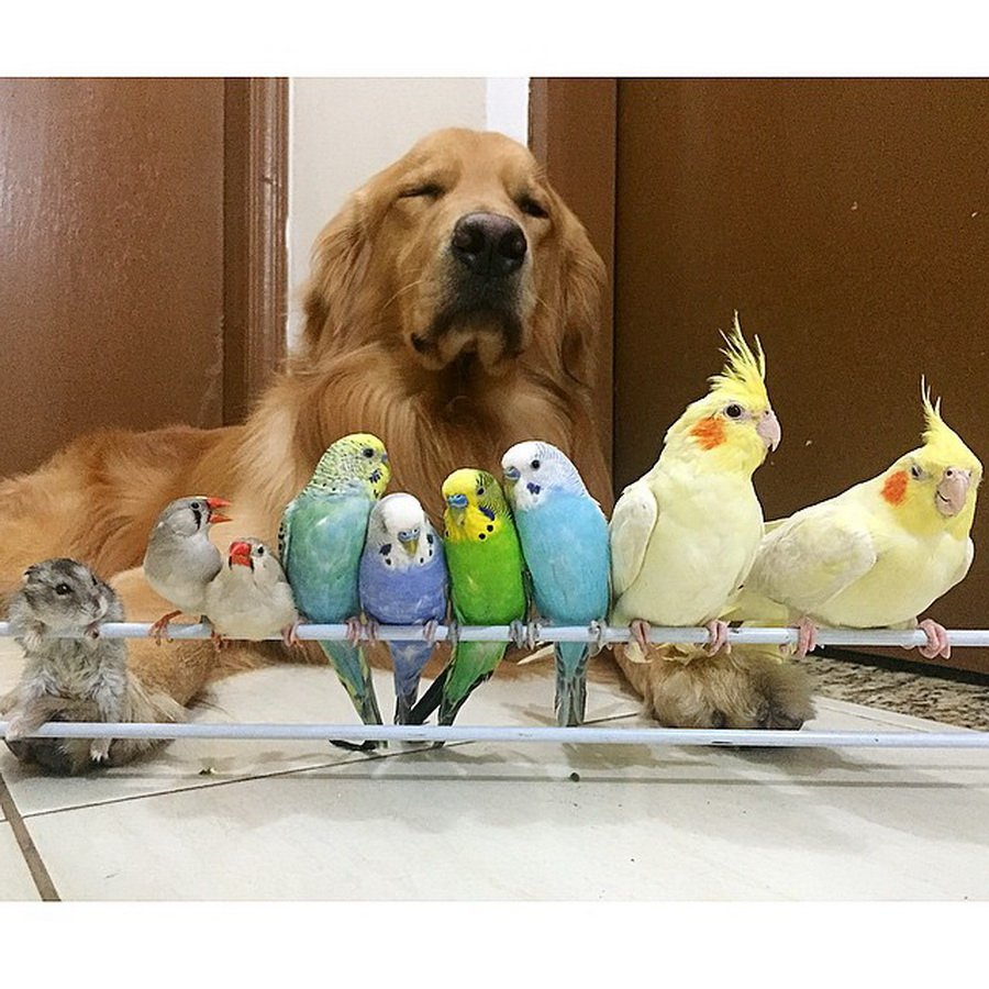 Птенцы Воробьев новорожденных