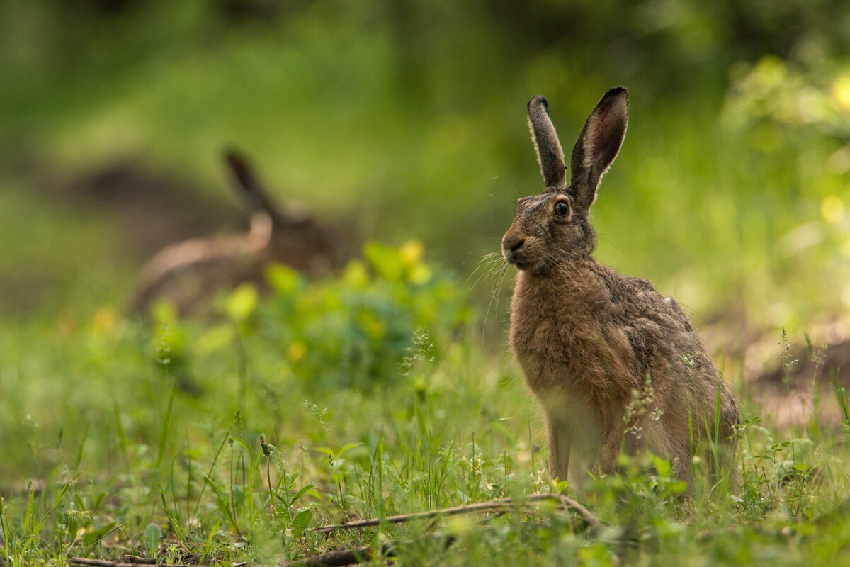 Заяц Русак в лесу
