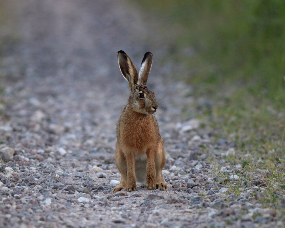 Заяц Русак летом