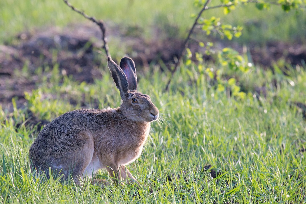 Заяц Русак летом