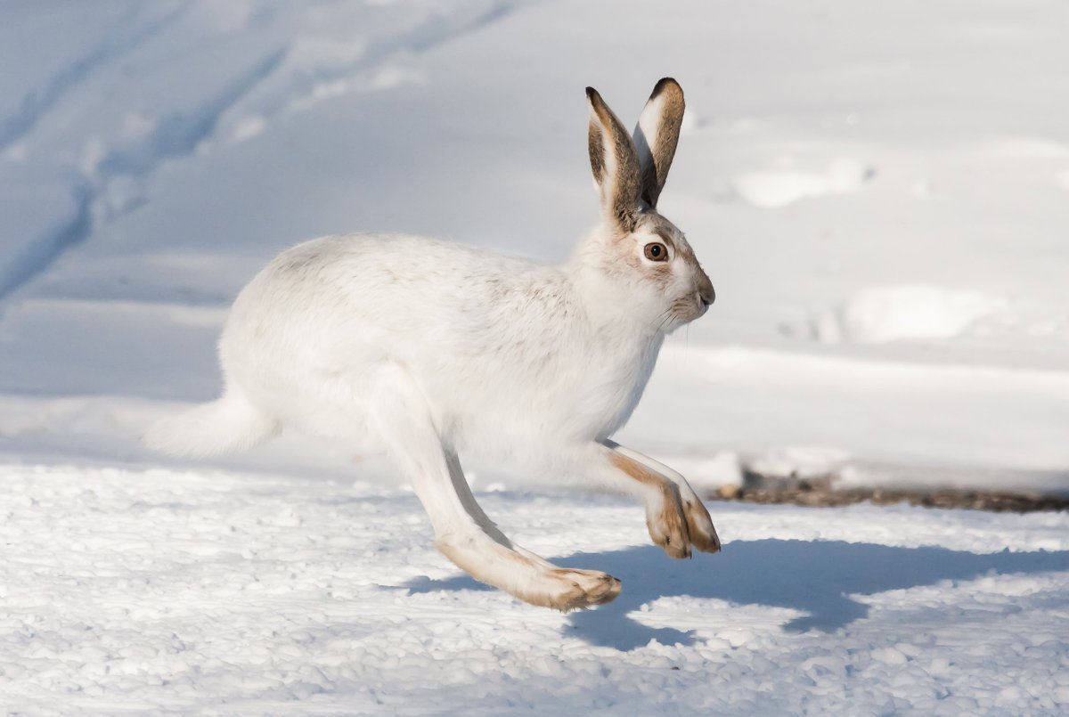 Заяц Русак на Бештау