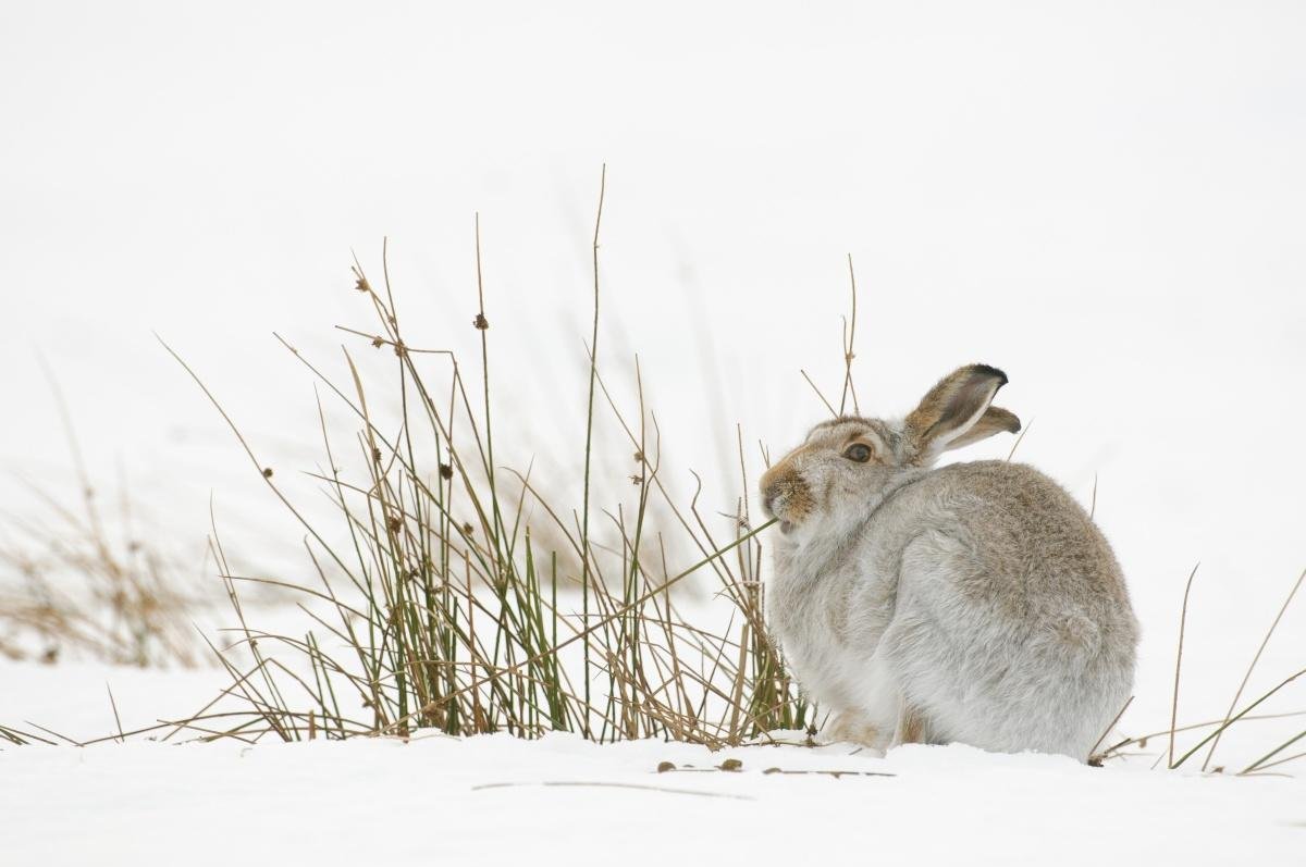 Зайчата настовики