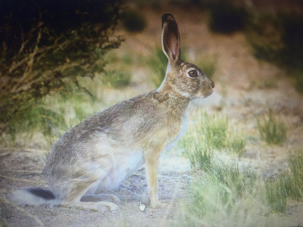 Заяц прячется