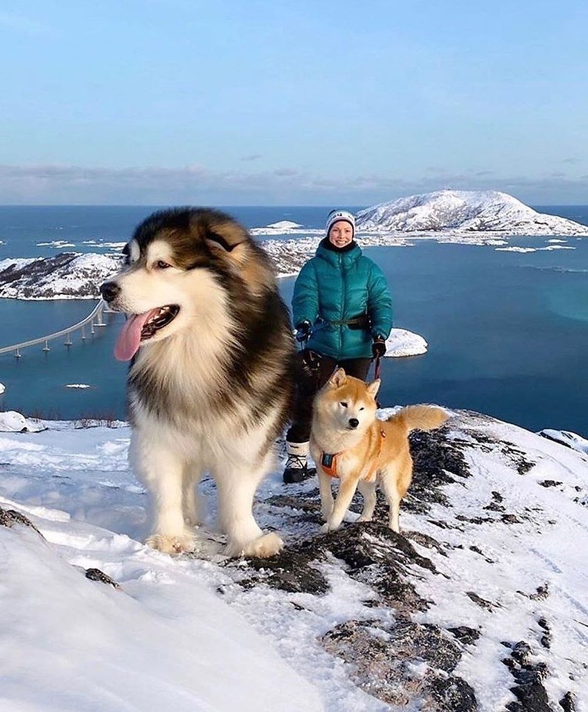 Черная пятнистая собака