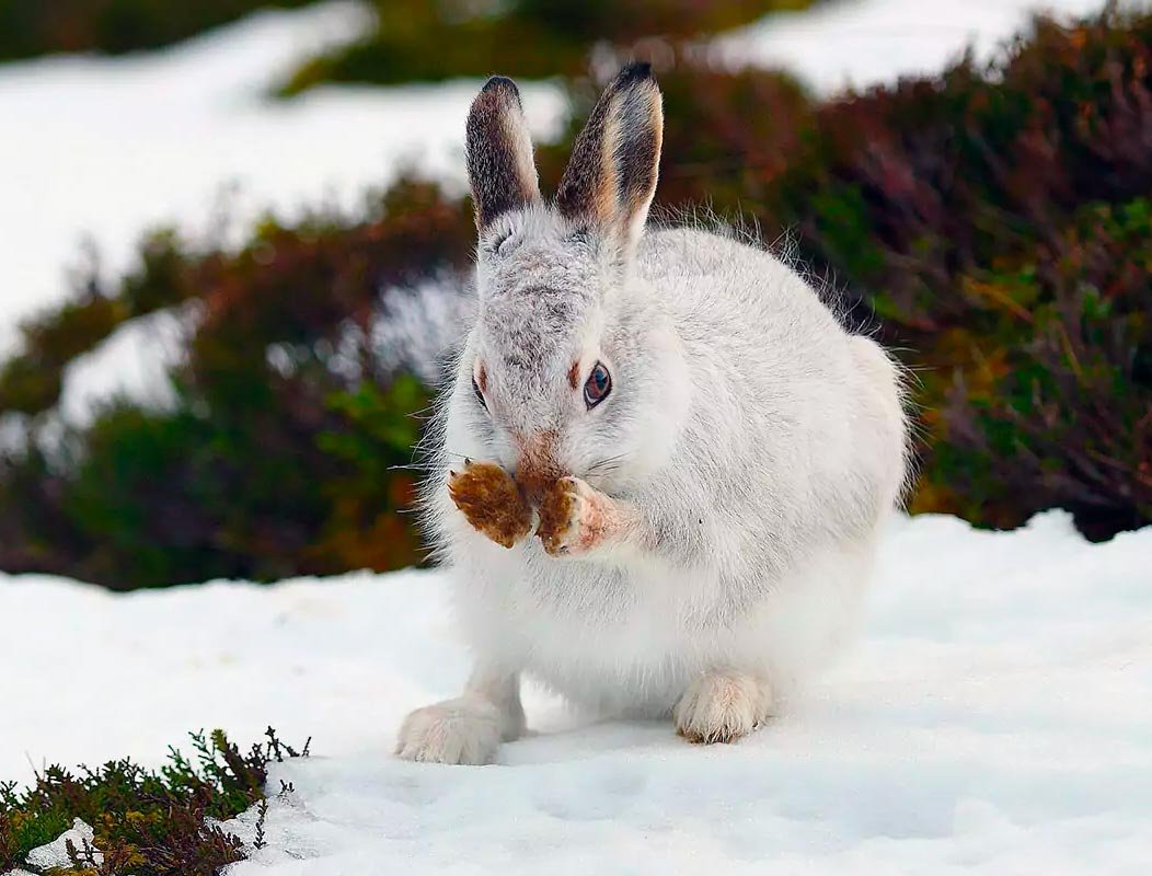 Степной заяц Русак