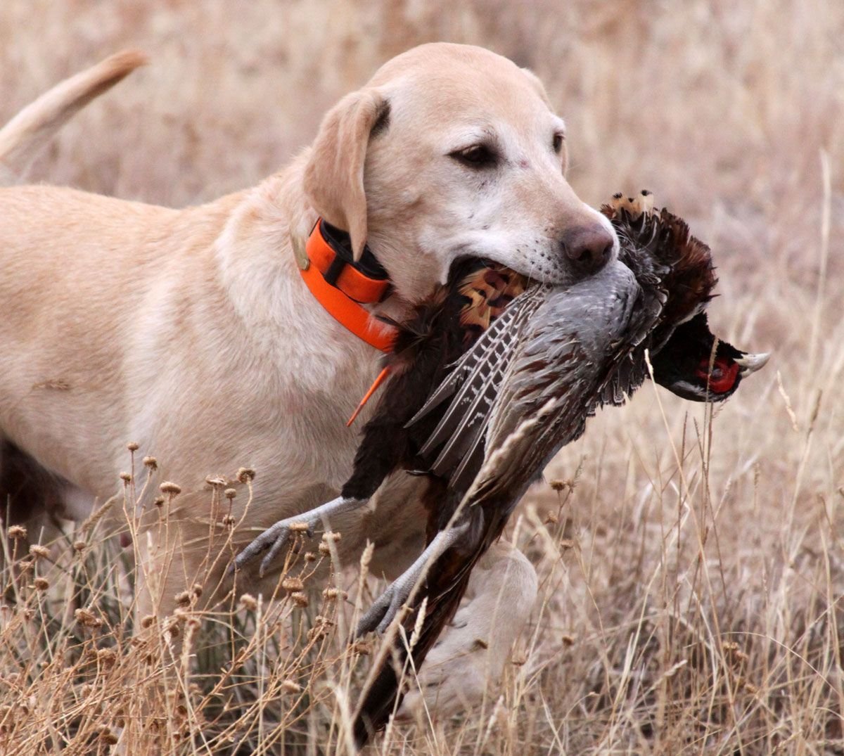 Породы собак Борзые и гончие