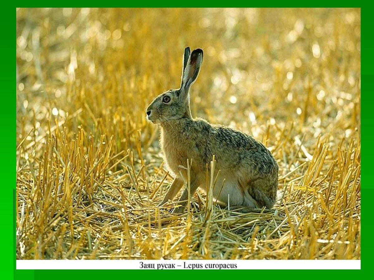 Заяц Беляк в тундре