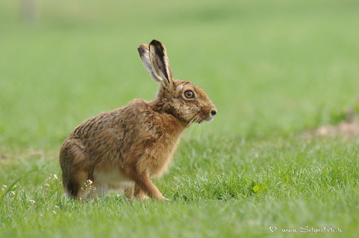 Заяц Русак белый