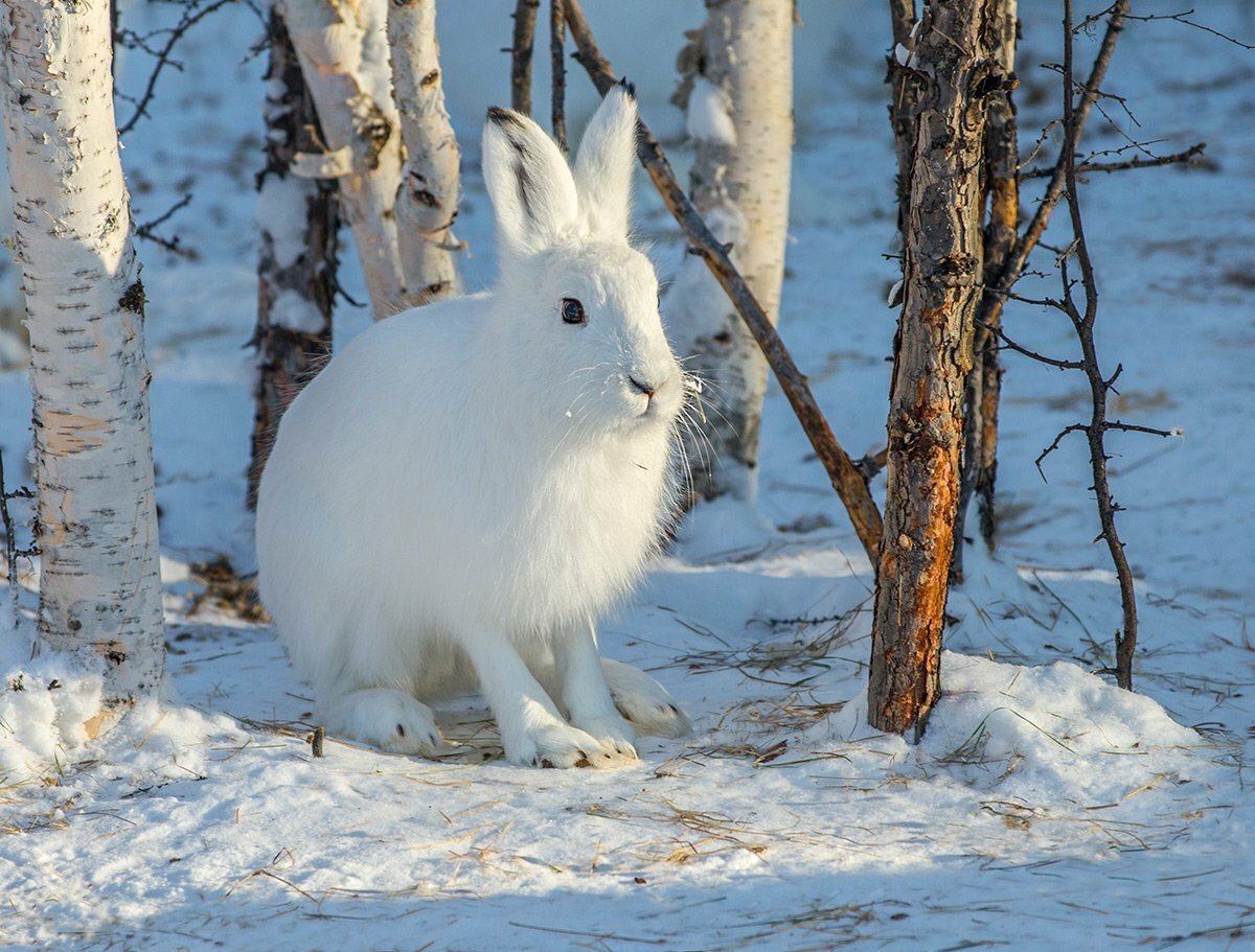 Заяц Русак зимой