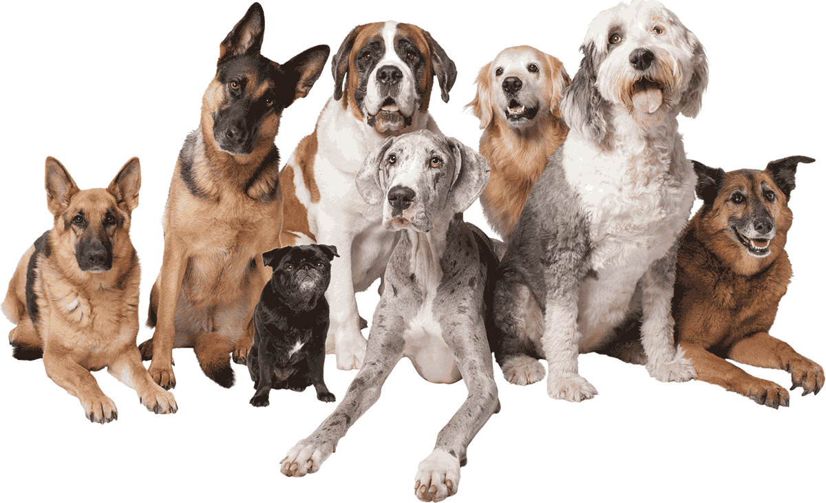 Курцхаар дратхаар, Лангхаар, штихельхаар