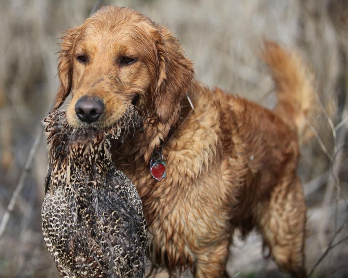 Американский Бигль