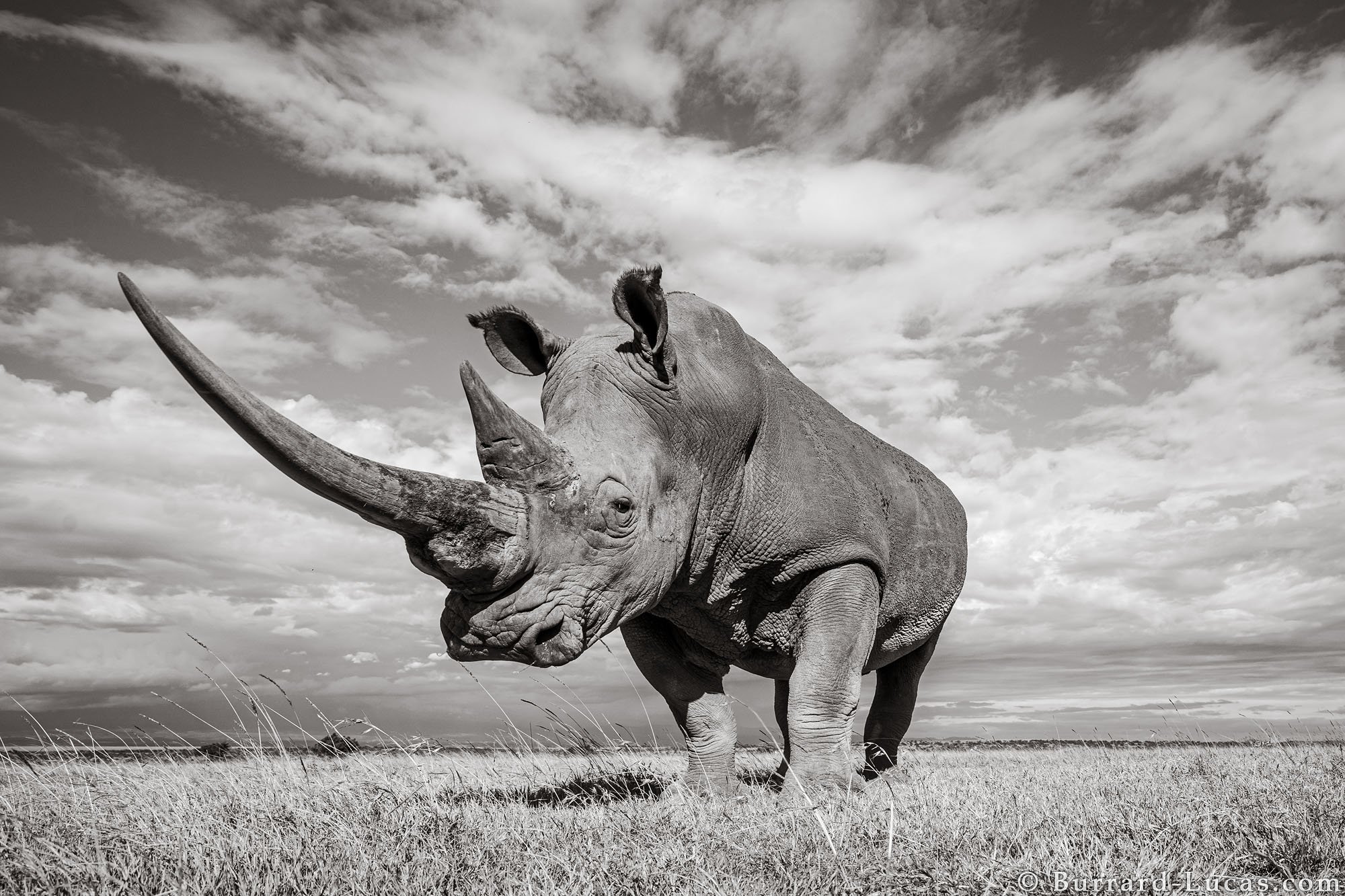 Бело черный носорог. Камерунский черный носорог. Носорог бежит. Белый носорог. Носорог черно белый.