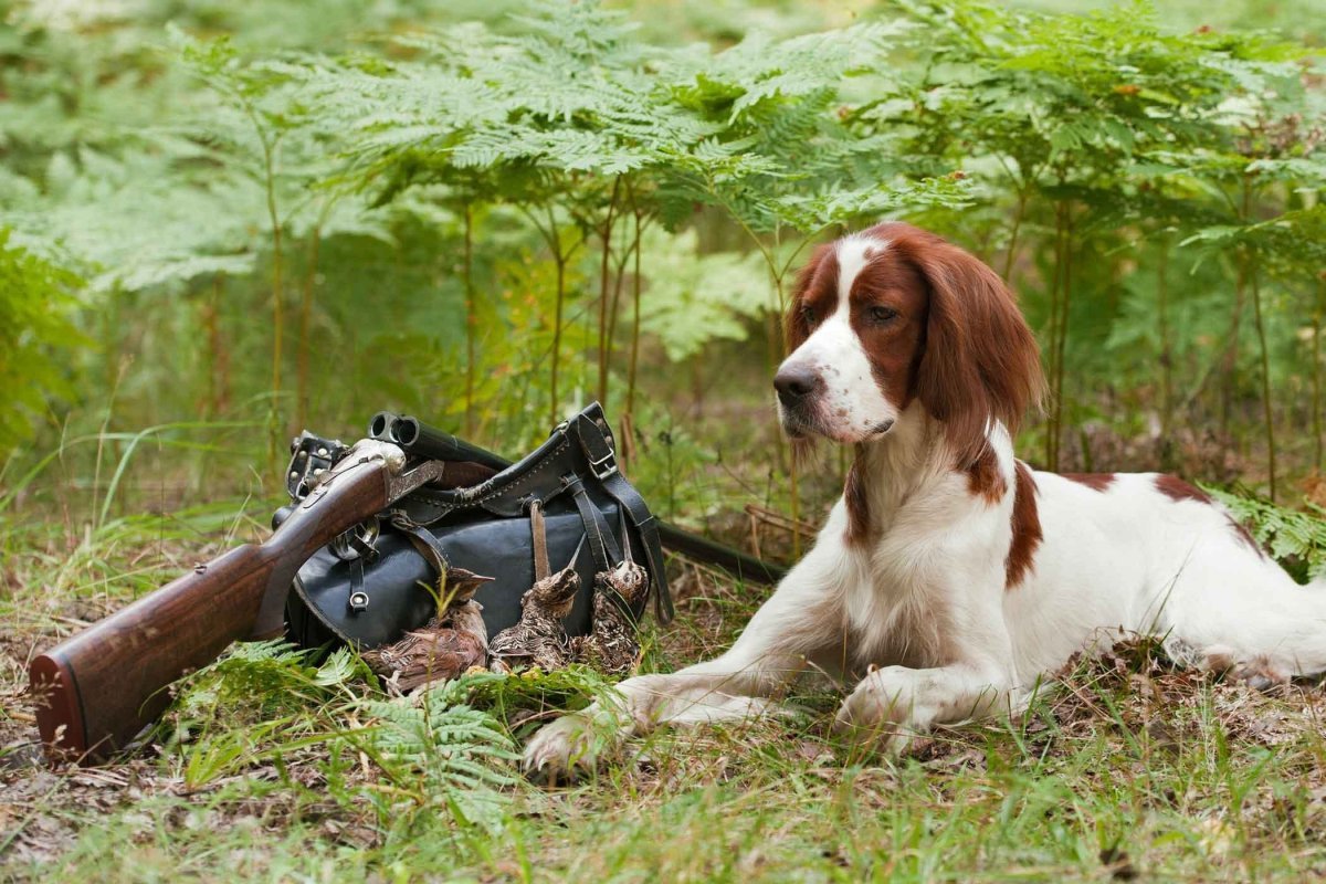 Немецкий Пойнтер Курцхаар