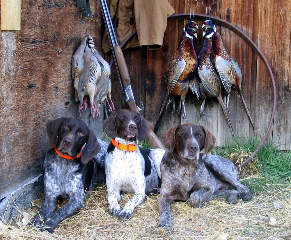 Собаки для охоты на копытных