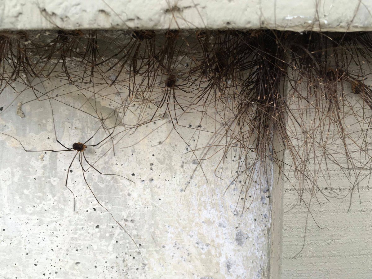 Паук сенокосец паутина