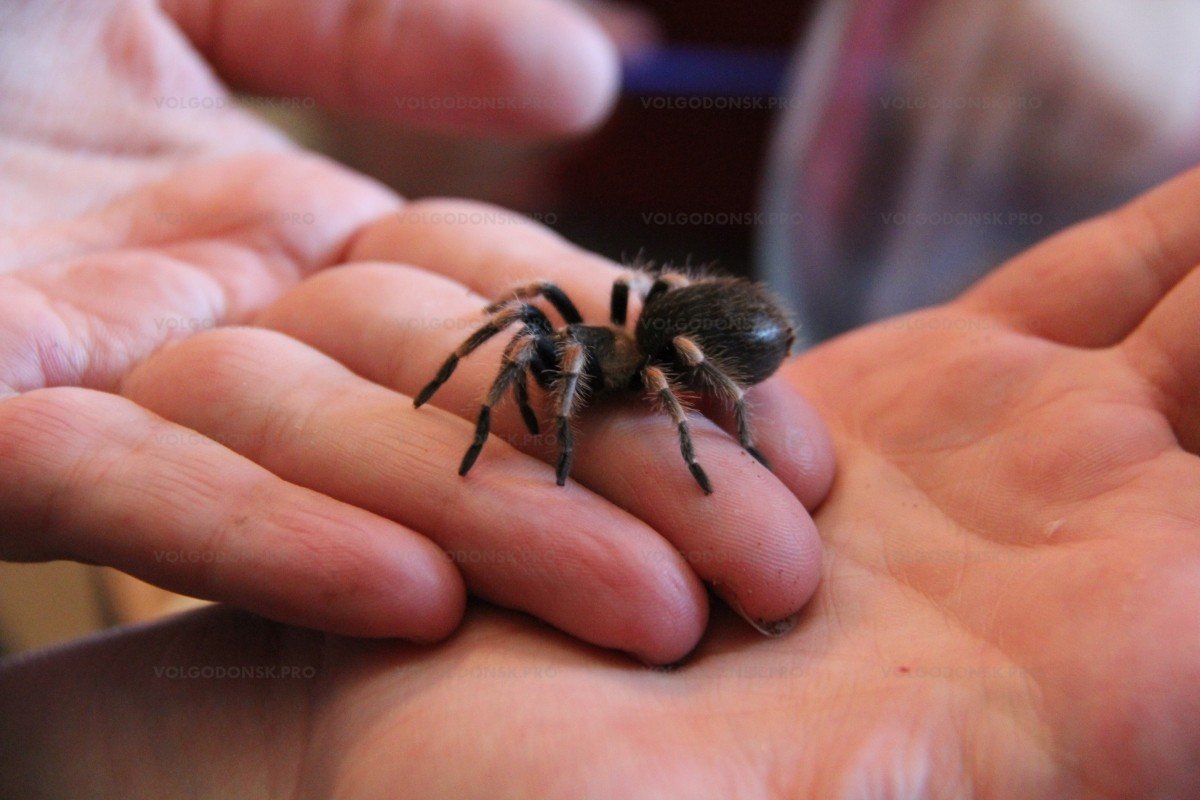 Паук птицеед маленький