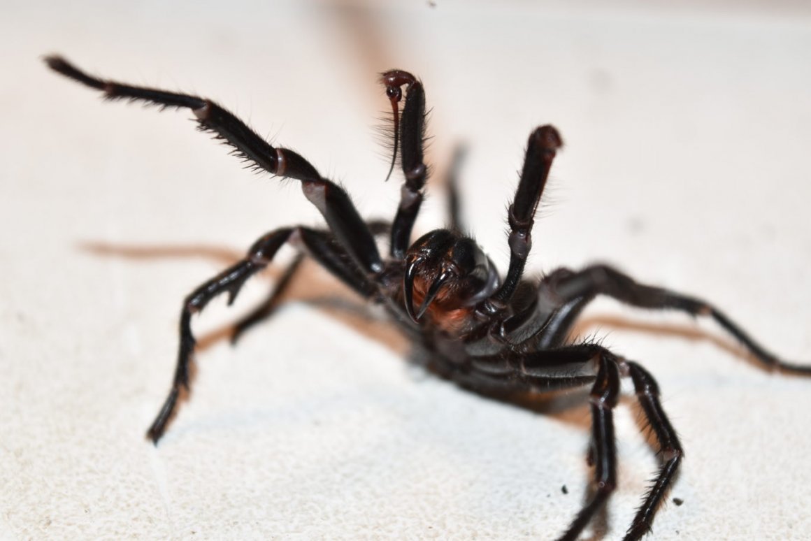 Funnel web паук