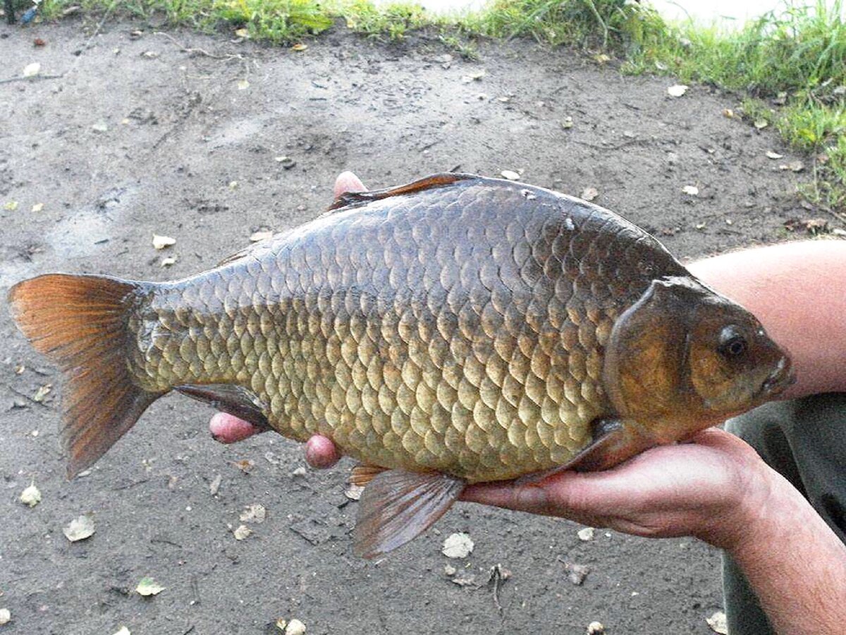 Карп и карась