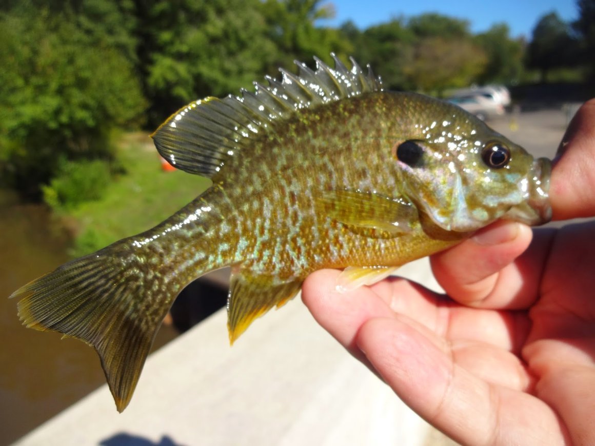 Карась Буффало