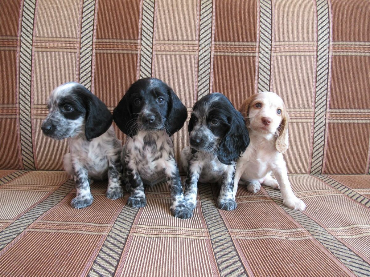 Охотничий спаниель метис