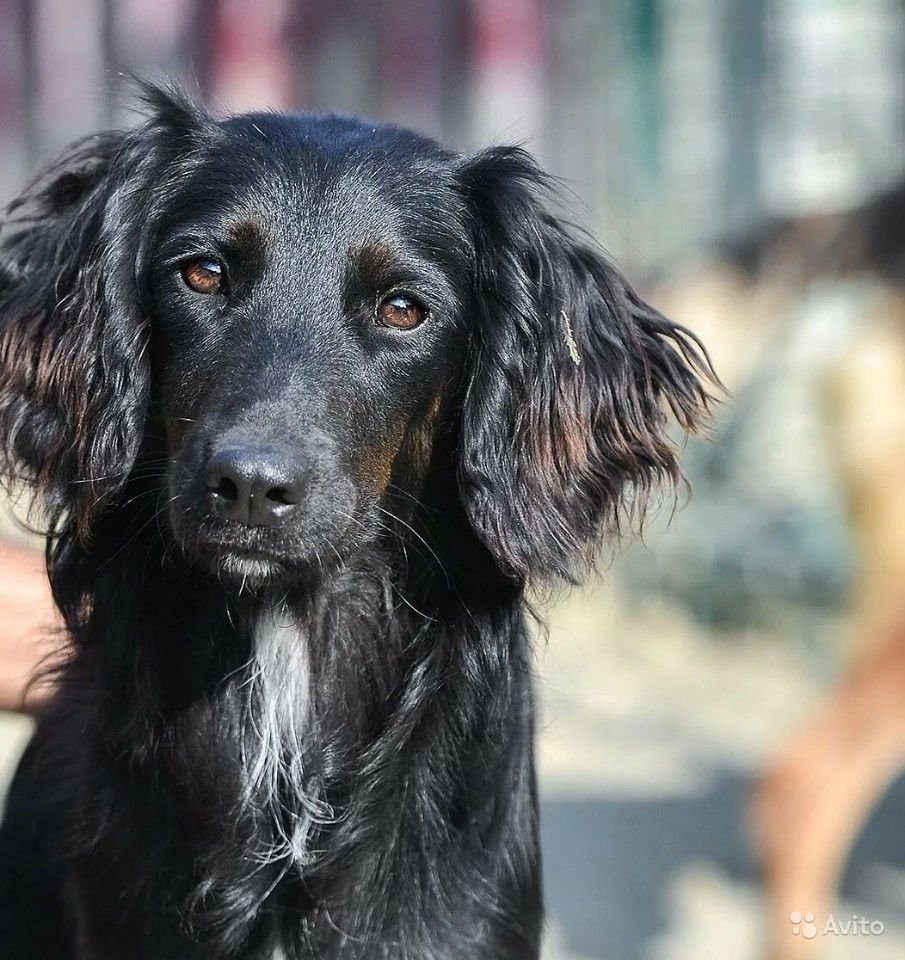 Метис спаниеля