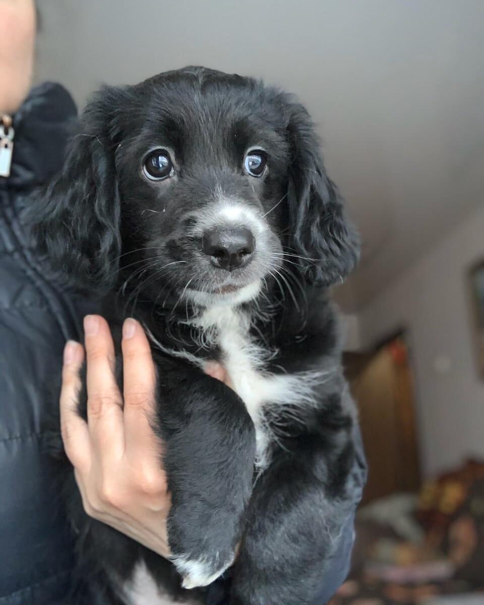 Кокер спаниеля чёрный метис